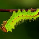 Chinesischer Eichenseidenspinner ( Antheraea pernyi)