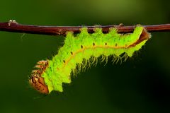 Chinesischer Eichenseidenspinner ( Antheraea pernyi)