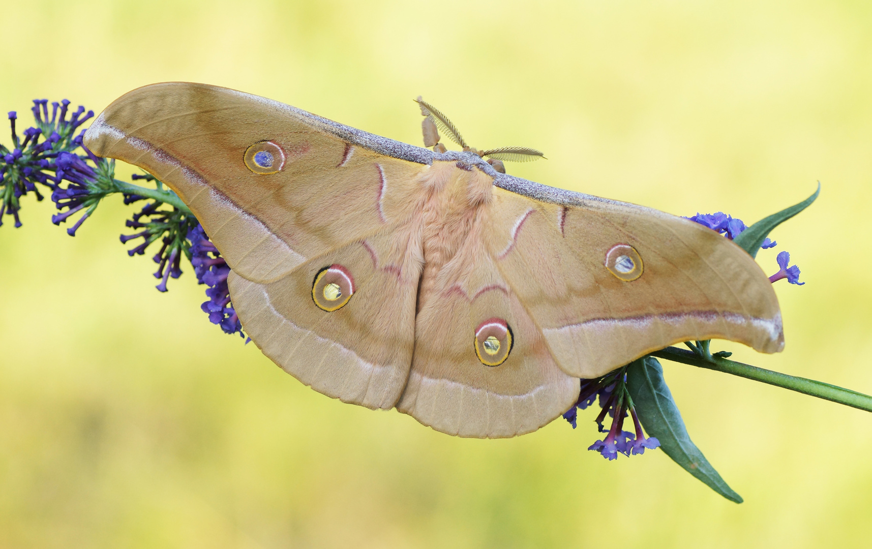 Chinesischer Eichenseidenspinner (Antheraea pernyi)