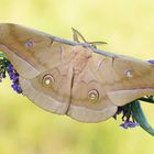 Chinesischer Eichenseidenspinner (Antheraea pernyi)