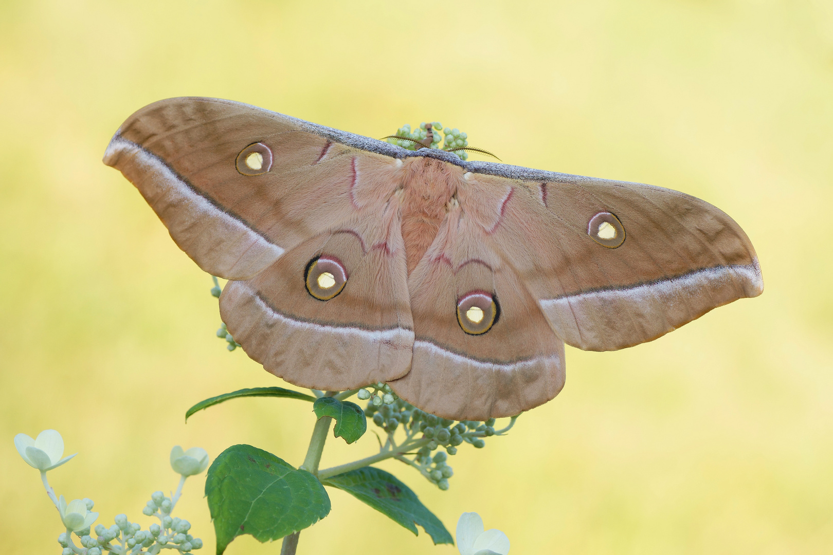 Chinesischer Eichenseidenspinner (Antheraea pernyi)