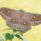 Chinesischer Eichenseidenspinner (Antheraea pernyi)