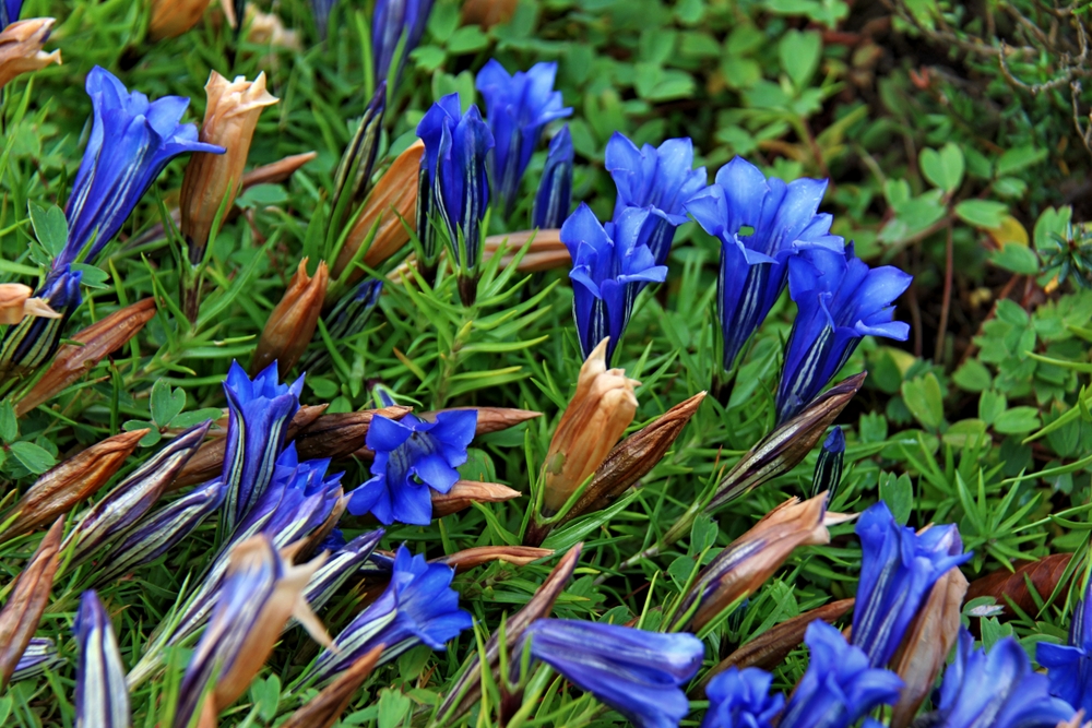 Chinesischer Herbstenzian