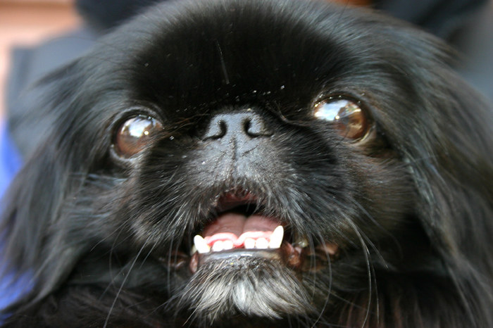 Chinesischer Kampfhund