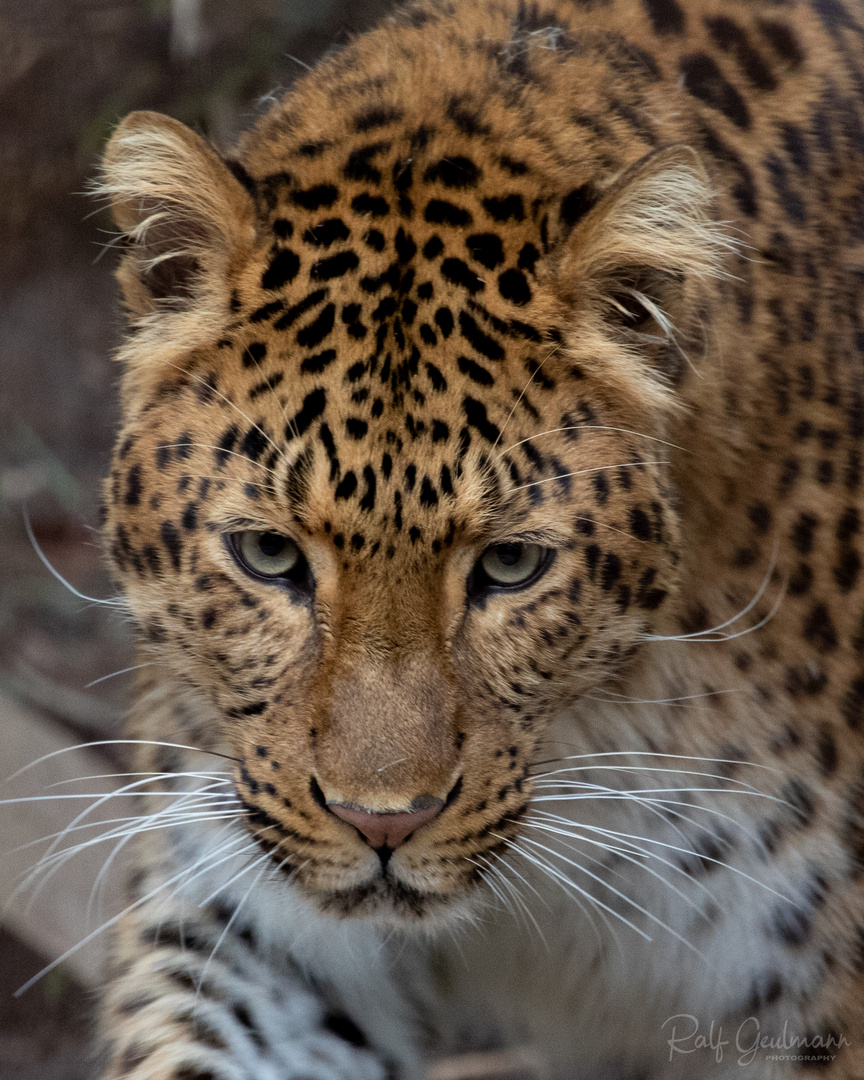 Chinesischer Leopard