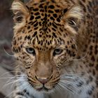 Chinesischer Leopard