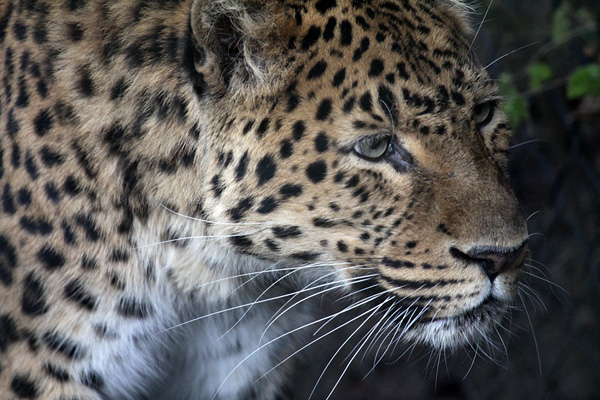 Chinesischer Leopard