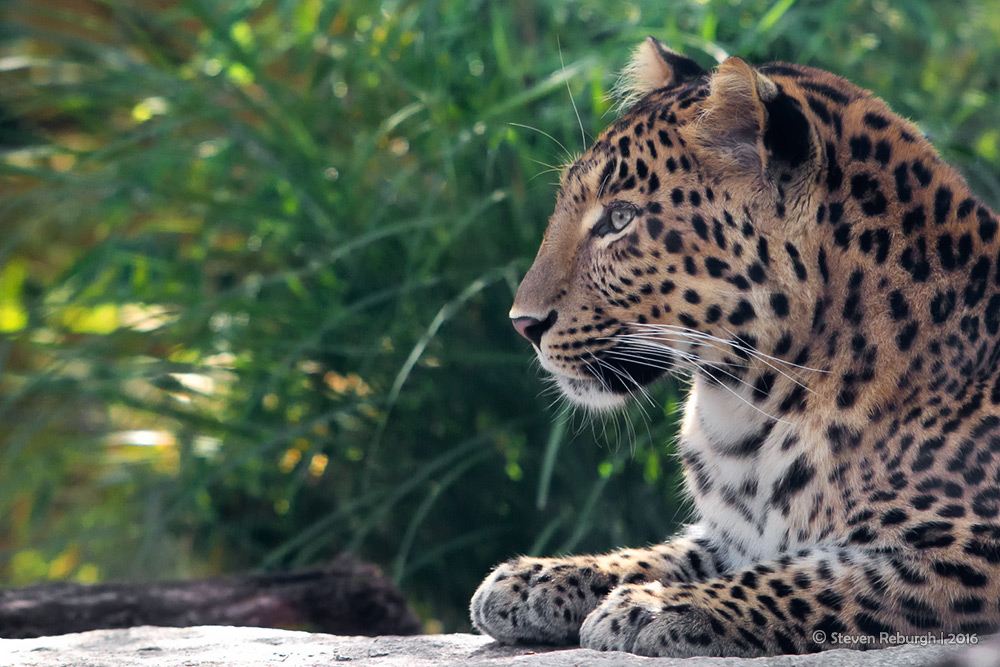 Chinesischer Leopard