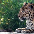 Chinesischer Leopard