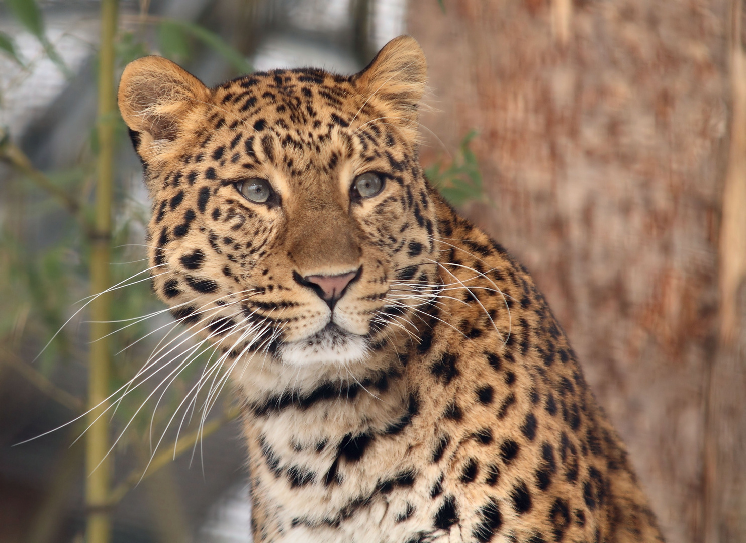 Chinesischer Leopard