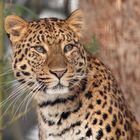 Chinesischer Leopard