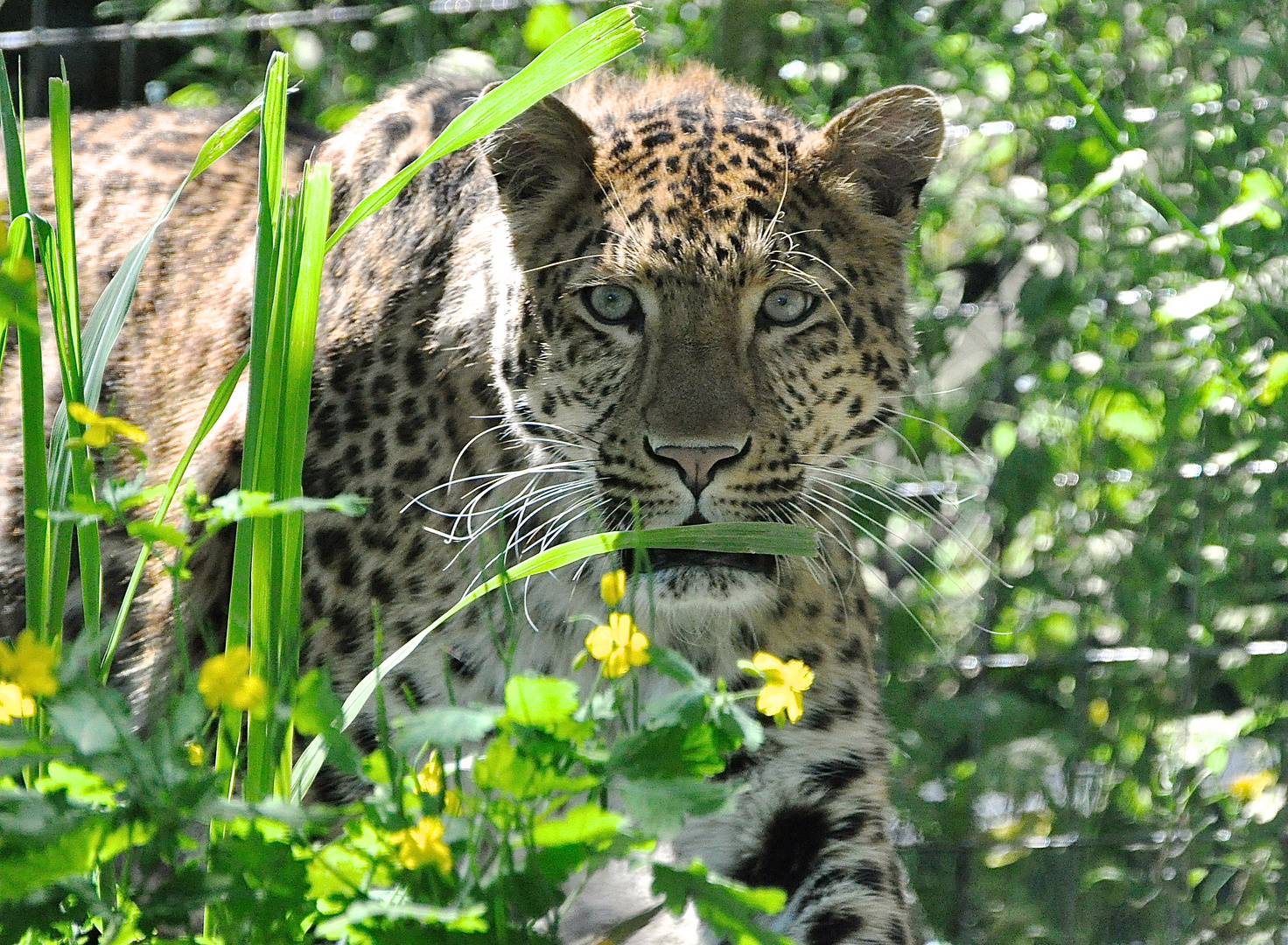 Chinesischer Leopard