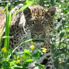 Chinesischer Leopard