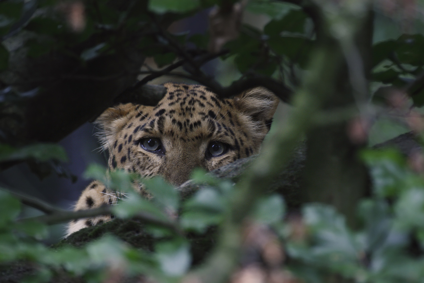 Chinesischer Leopard