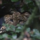 Chinesischer Leopard