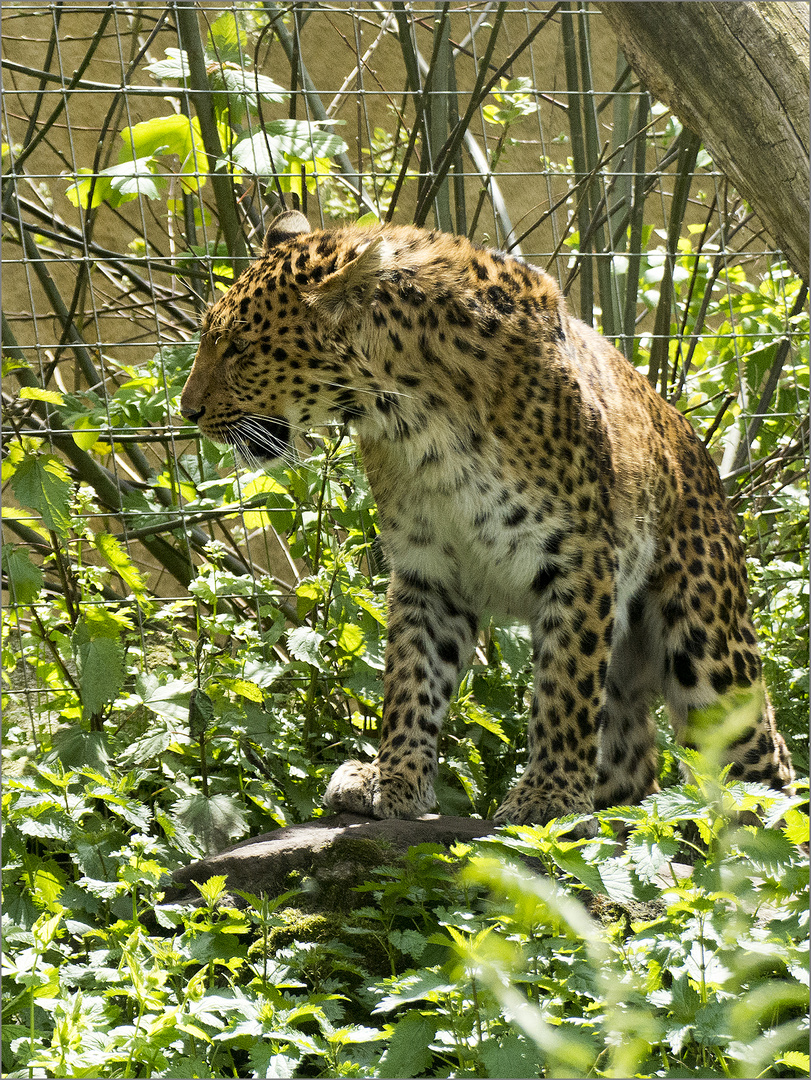 chinesischer Leopard