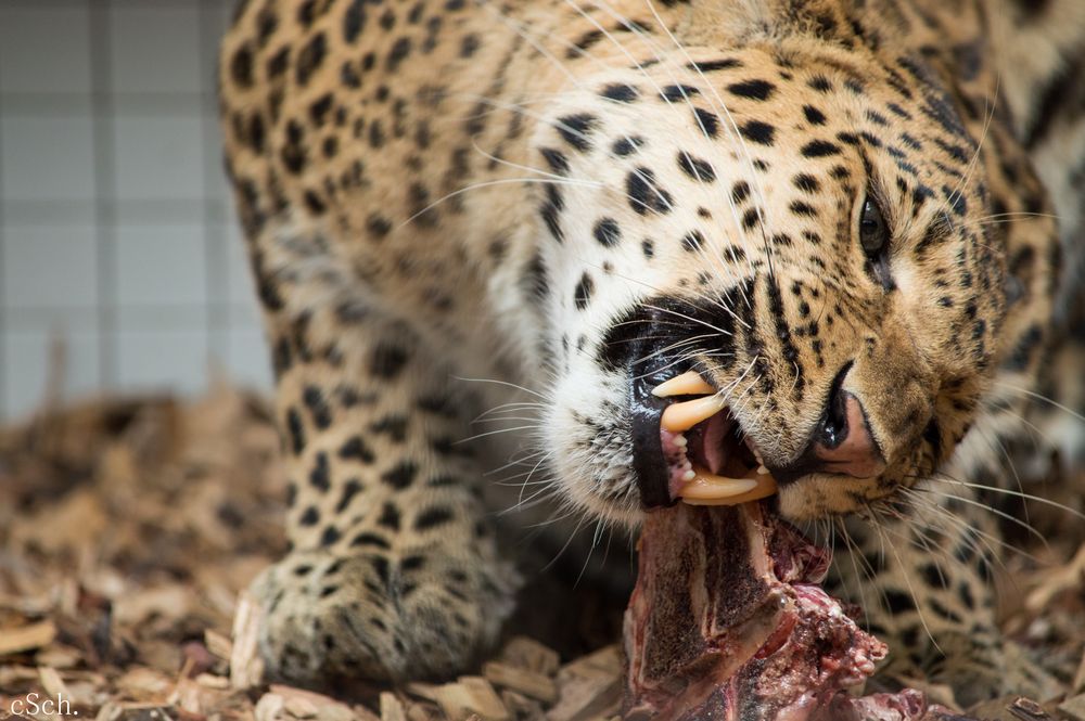 chinesischer Leopard