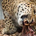 chinesischer Leopard