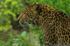 Chinesischer Leopard