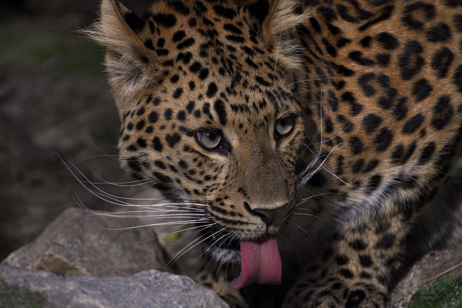 Chinesischer Leopard am Wasserloch