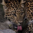 Chinesischer Leopard am Wasserloch