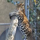 Chinesischer Leopard bei der Übung
