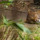 Chinesischer Leopard