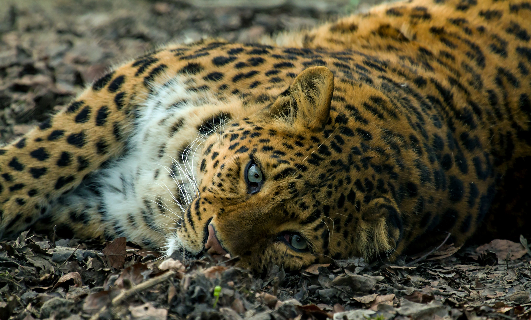 Chinesischer Leopard......