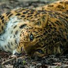 Chinesischer Leopard......