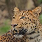 Chinesischer Leopard