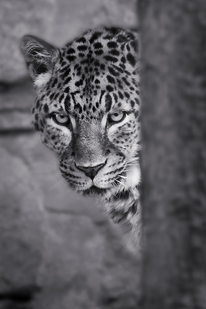 chinesischer Leopard