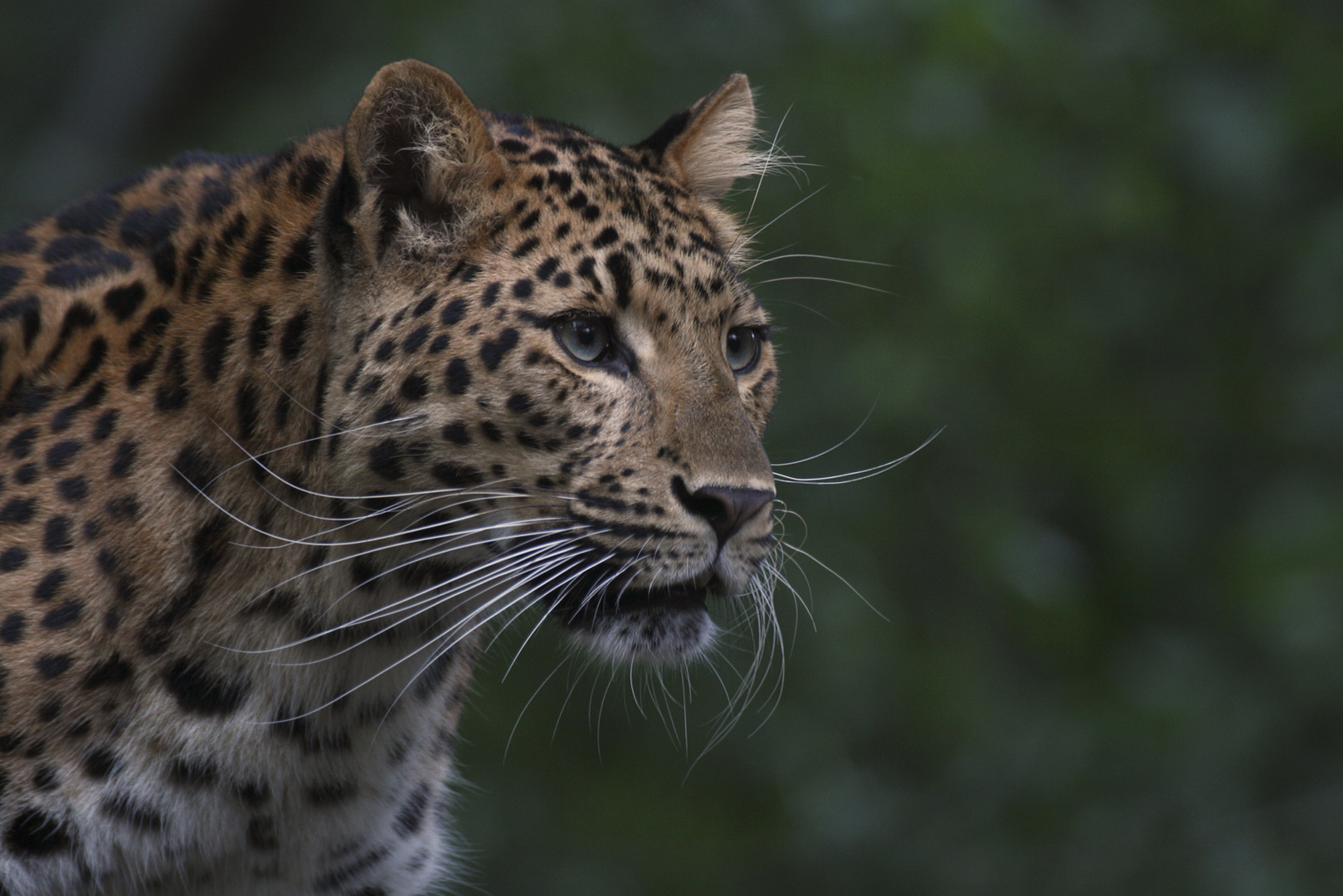 Chinesischer Leopard