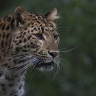 Chinesischer Leopard