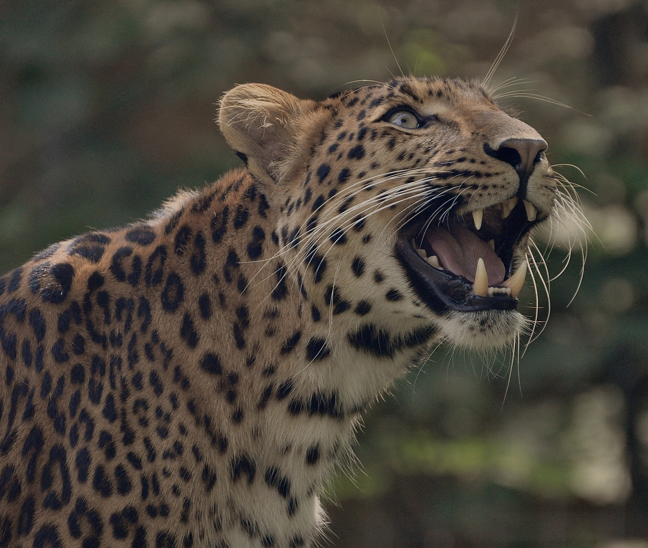 chinesischer Leopard gereitzt