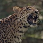 chinesischer Leopard gereitzt