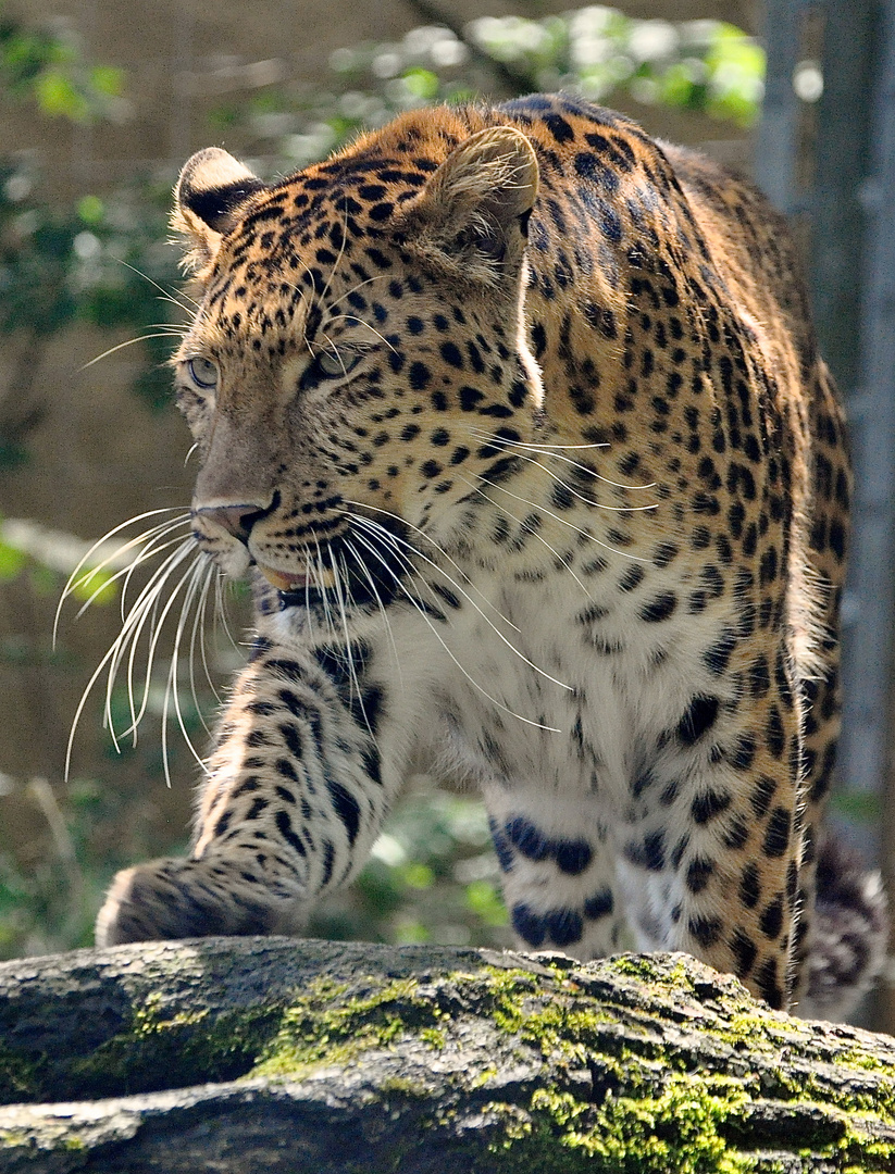 Chinesischer Leopard im Vorwärtsgang