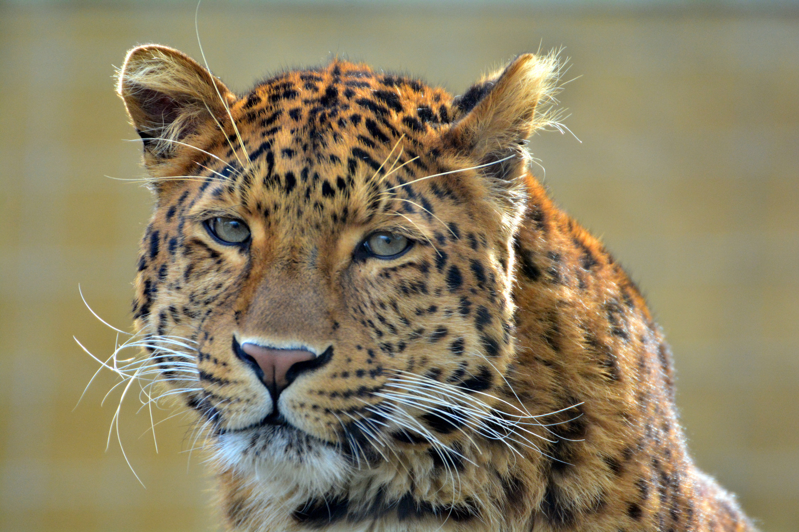 Chinesischer Leopard im Zoo