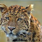 Chinesischer Leopard im Zoo