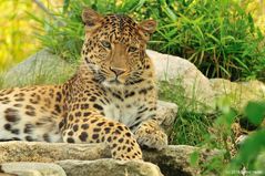 Chinesischer Leopard in Hellabrunn