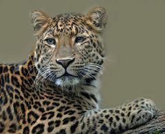 Chinesischer Leopard JULIUS