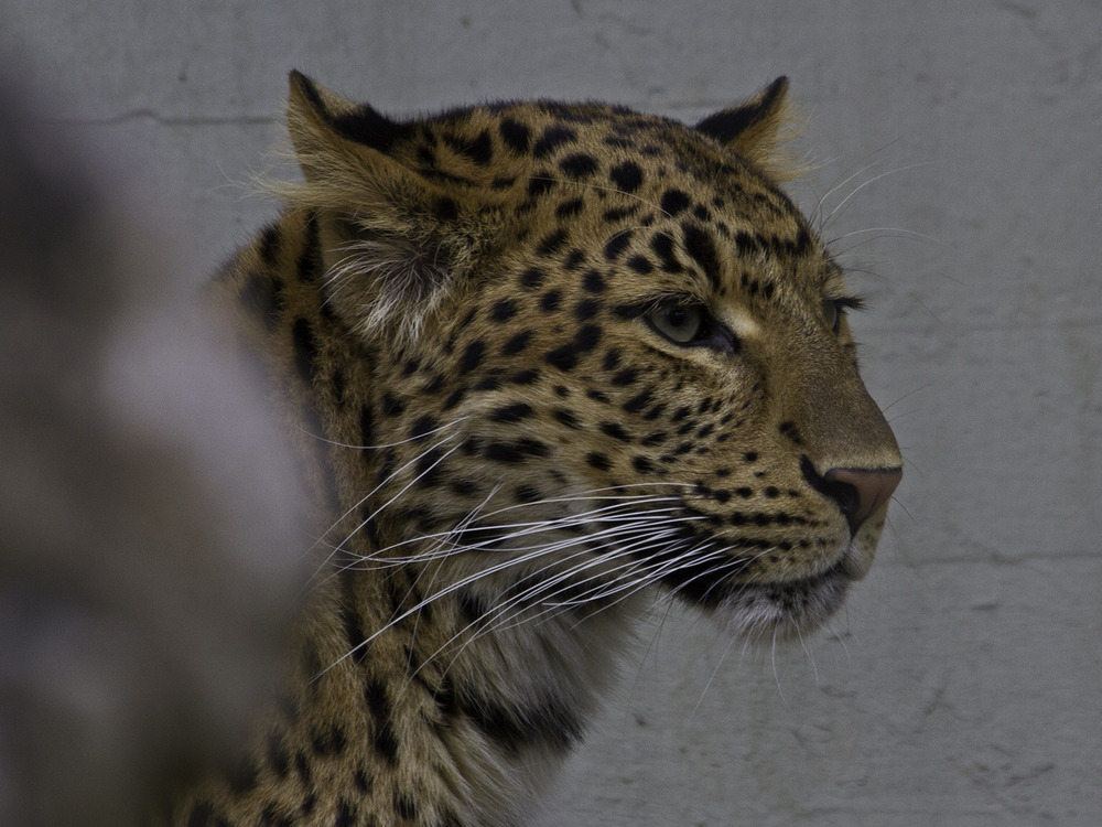 Chinesischer Leopard / Mammalia