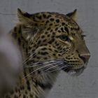 Chinesischer Leopard / Mammalia