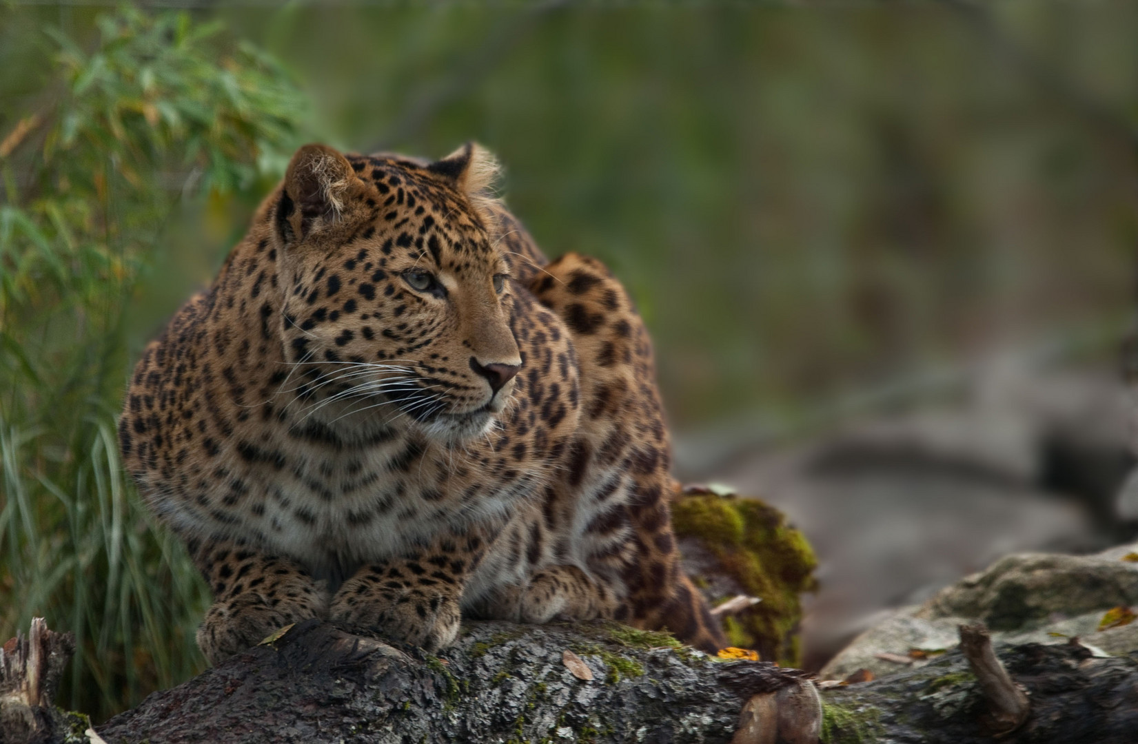 Chinesischer Leopard (Panthera pardus japonensis)