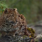 Chinesischer Leopard (Panthera pardus japonensis)