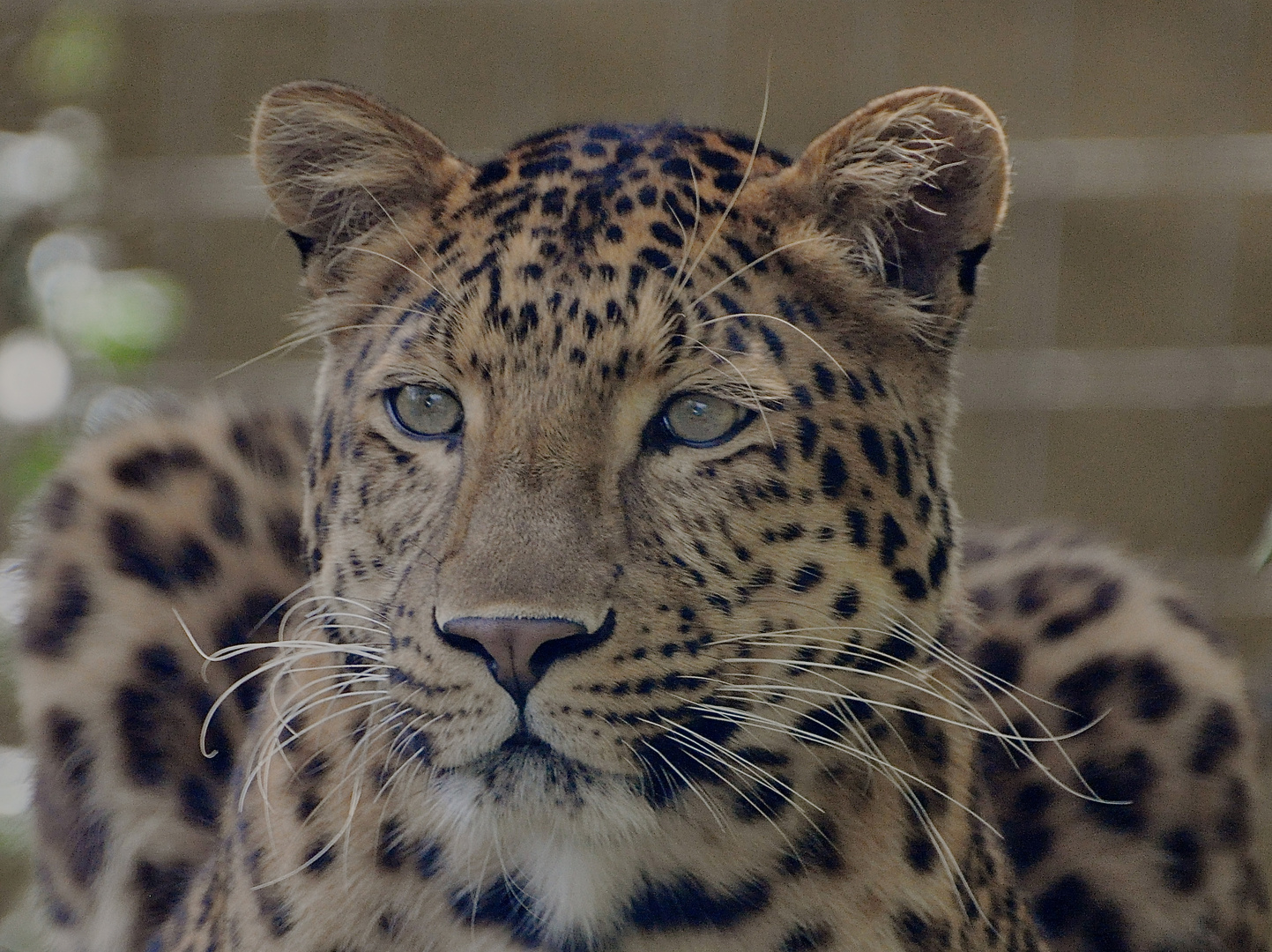 Chinesischer Leopard Portrait