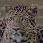 Chinesischer Leopard Portrait