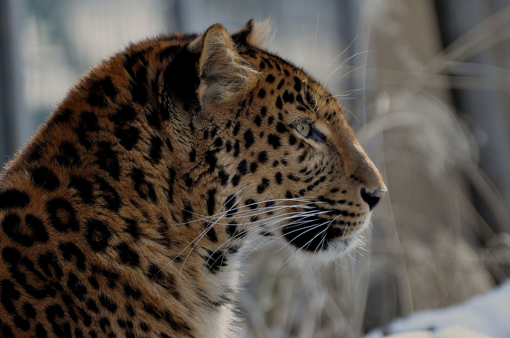 Chinesischer Leopard Seiten Portrait