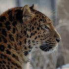 Chinesischer Leopard Seiten Portrait