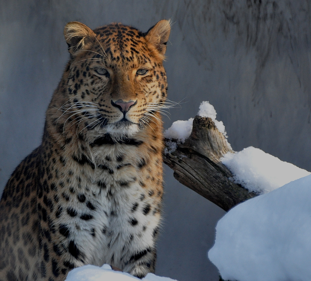 Chinesischer Leopard winterlich