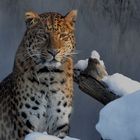 Chinesischer Leopard winterlich